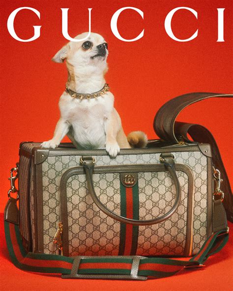 gucci black pet|gucci pet store.